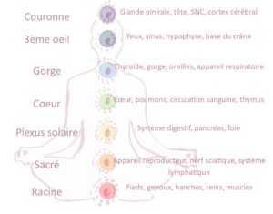 Les 7 chakras et les organes liés